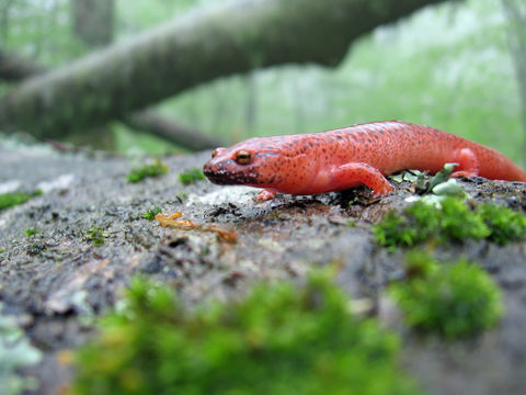 Image of <i>Pseudotriton ruber schencki</i>