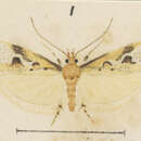 Image of Atomotricha prospiciens Meyrick 1924