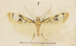 Image of Atomotricha prospiciens Meyrick 1924