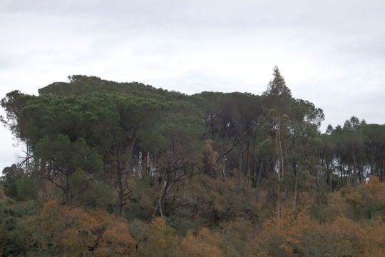 Image of <i>Pinus pinea</i>