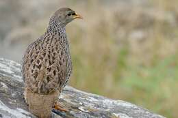 Image of Natal Francolin