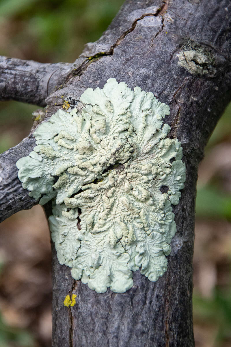 Image of Flavoparmelia soredians (Nyl.) Hale