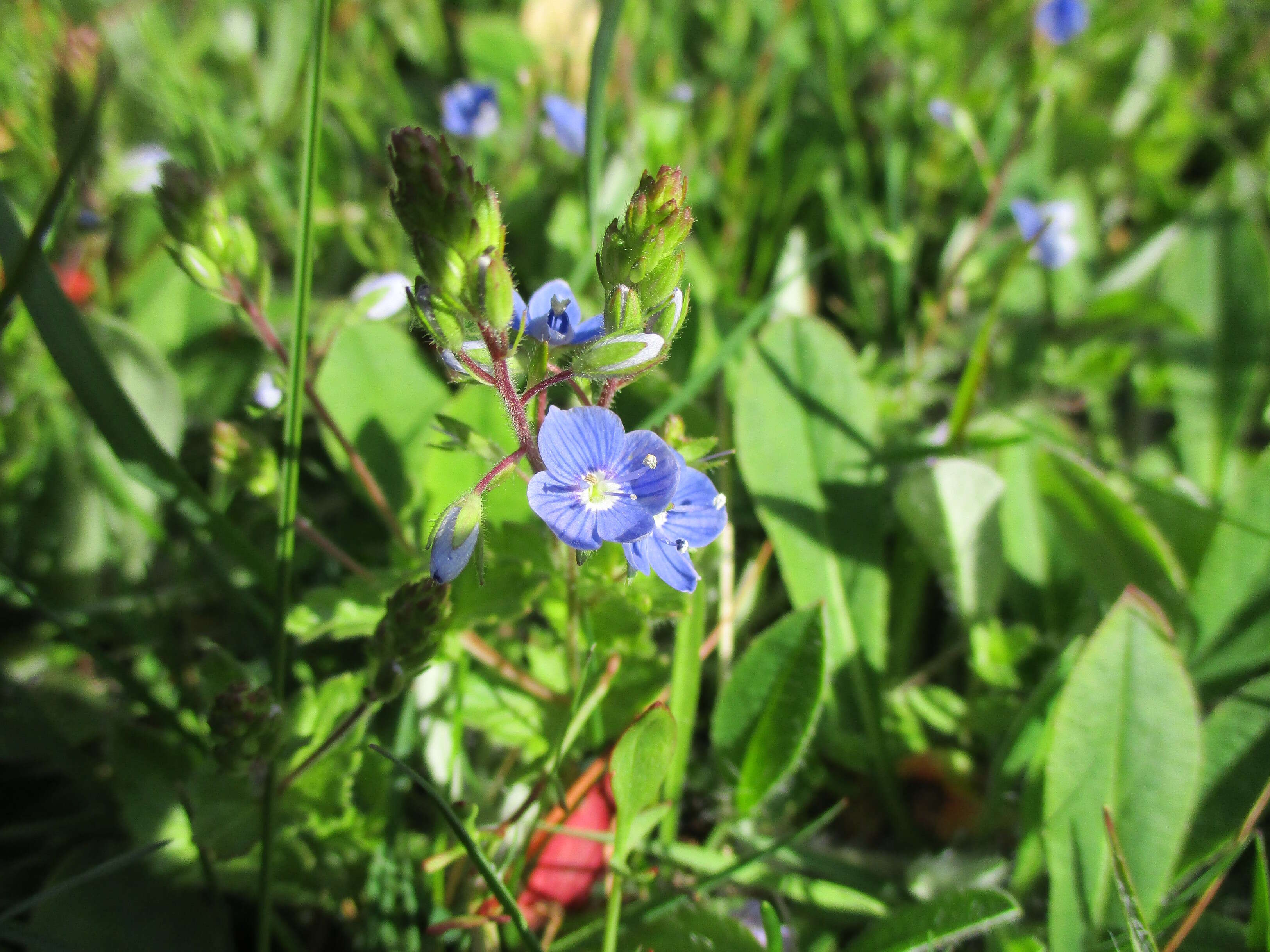 Image of bird's-eye speedwell