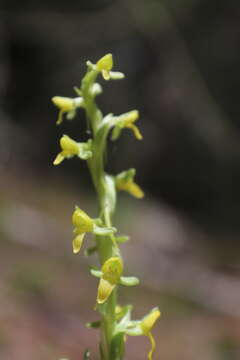 Plancia ëd Coenoemersa limosa (Lindl.) R. González & Lizb. Hern.