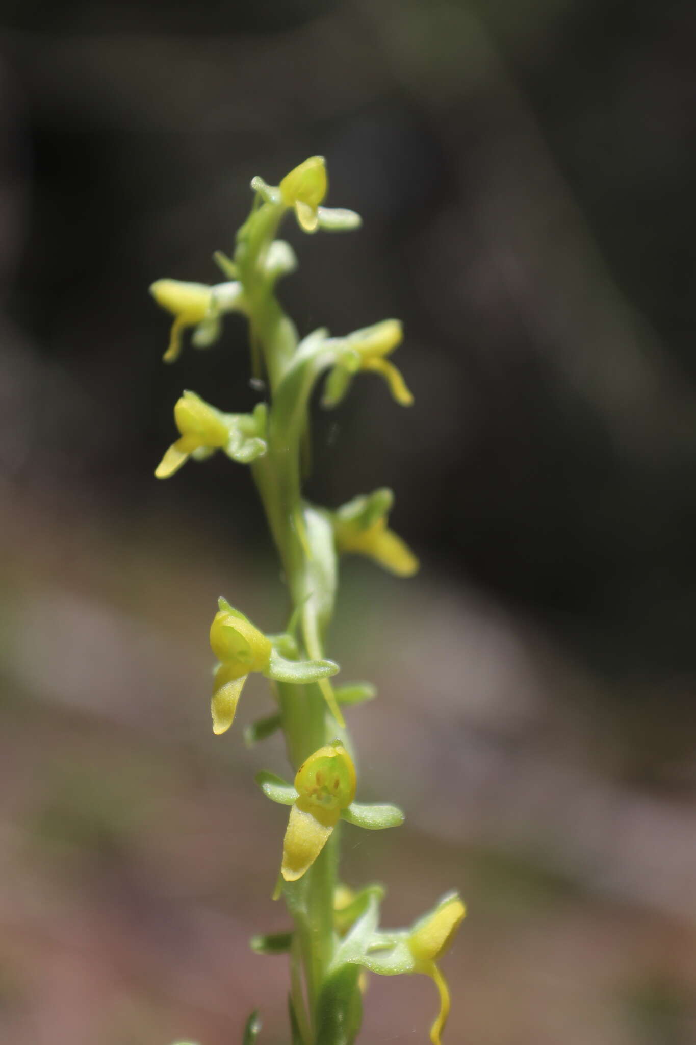 Image of Thurber's Bog Orchid