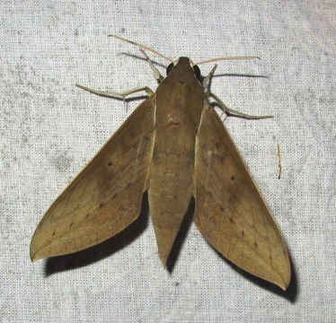 Image of <i>Theretra boisduvalii</i> (Bugnion 1839)