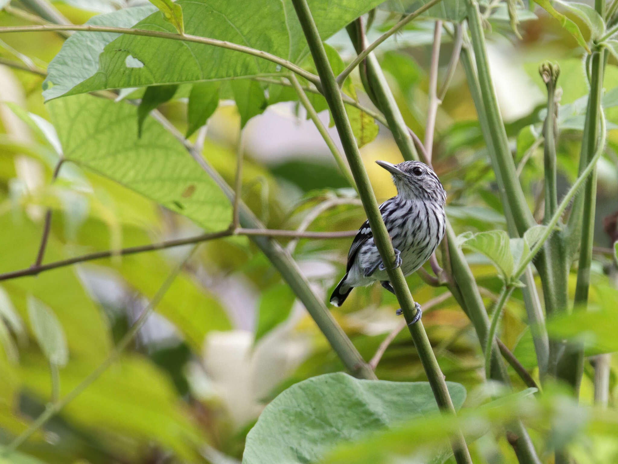 Image of Pacific Antwren