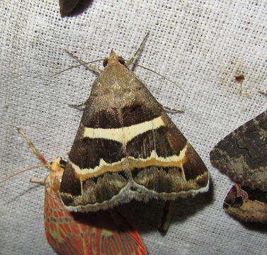 Image of <i>Grammodes stolida</i> Fabricius 1775