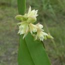 Image of <i>Polystachya cultriformis</i>