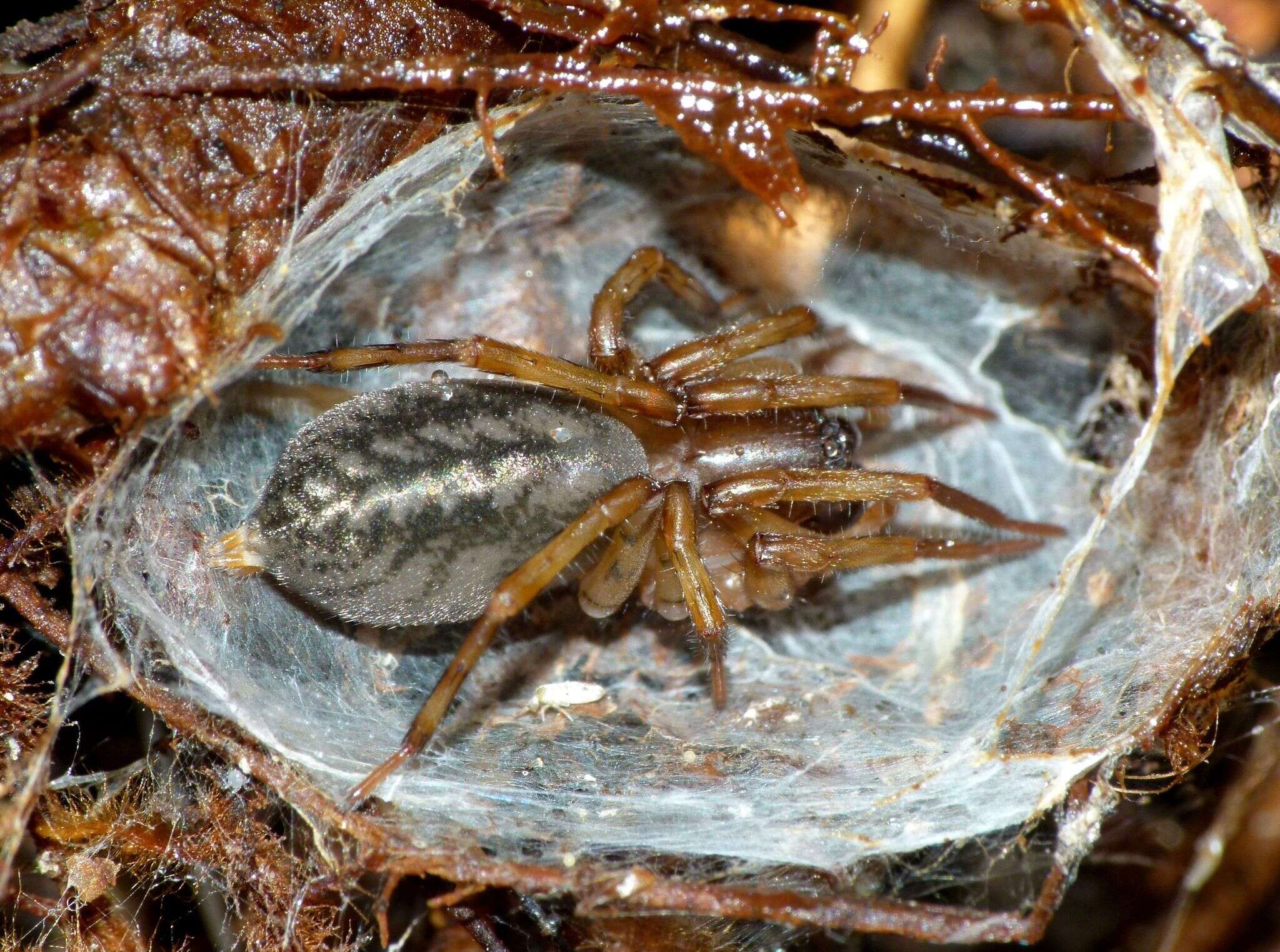 Image de Desidae