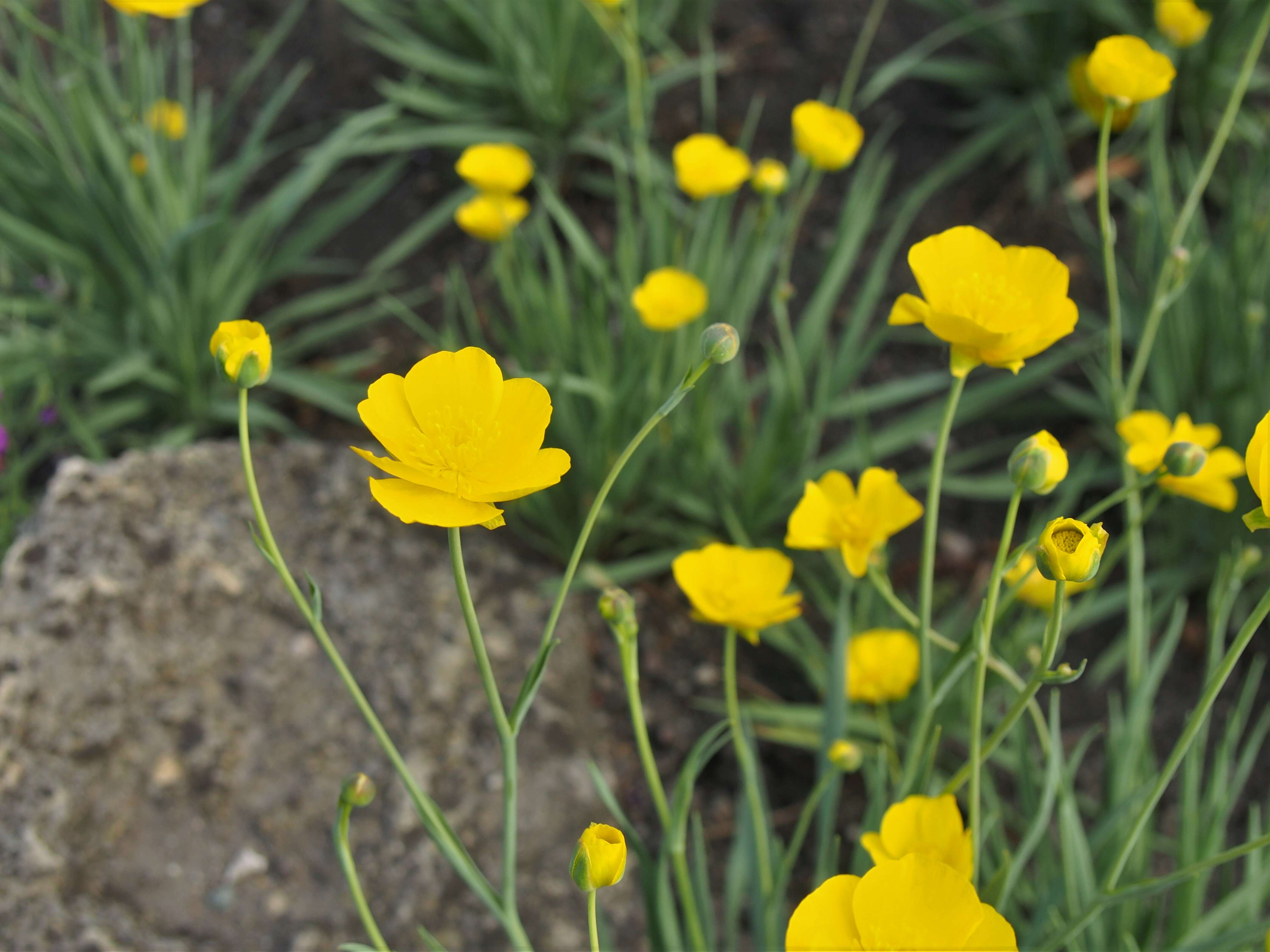 Image of Ranunculus gramineus L.