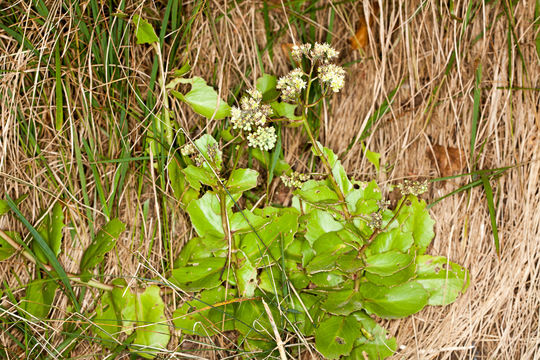 Image of <i>Sedum telephium maximum</i>