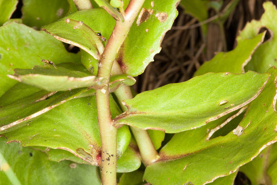 Image of <i>Sedum telephium maximum</i>