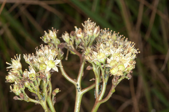 Image of <i>Sedum telephium maximum</i>
