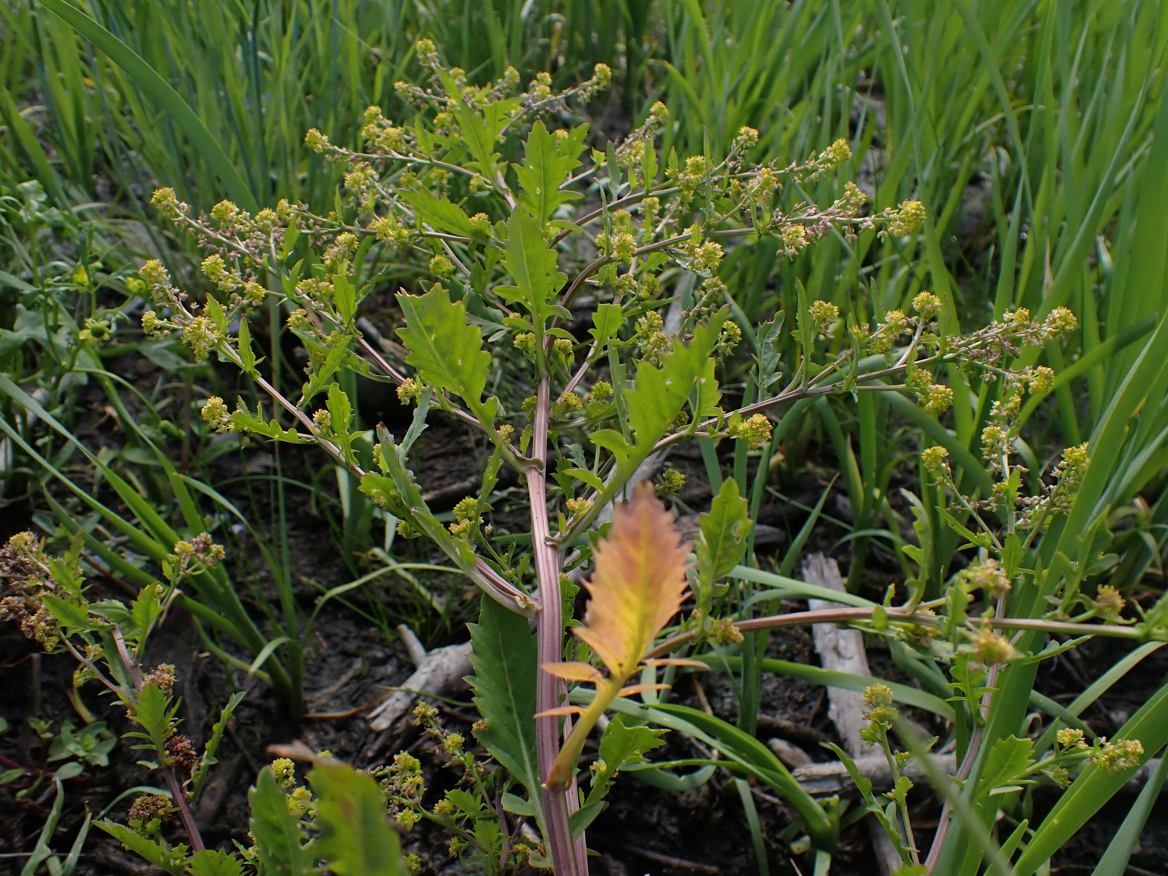 Image de rorippe à petites fleurs