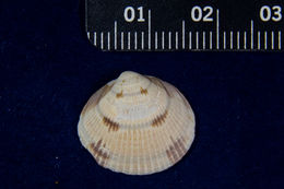 Image of <i>Glycymeris septentrionalis</i>
