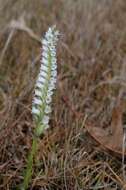 Image of Nodding lady's tresses