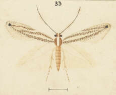 Image of Erechthias indicans Meyrick 1923