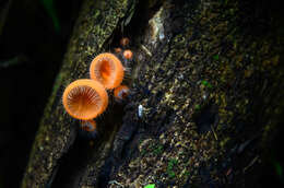 Image of Cookeina tricholoma (Mont.) Kuntze 1891