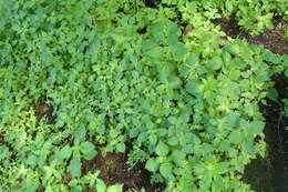 Image de Urtica membranacea Poir.