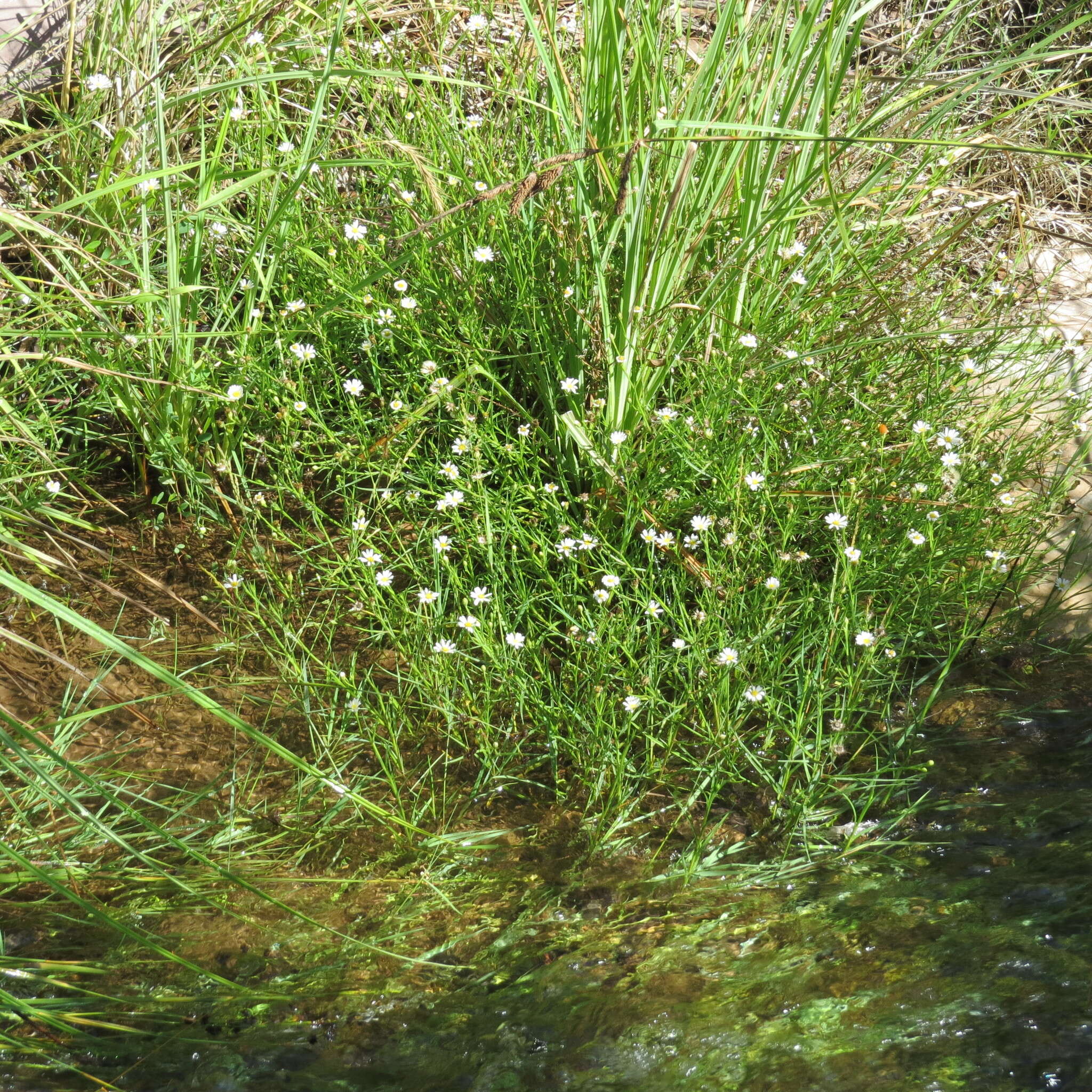 Imagem de Symphyotrichum potosinum (A. Gray) G. L. Nesom