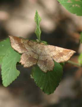Image of <i>Euchlaena deplanaria</i> Walker 1862