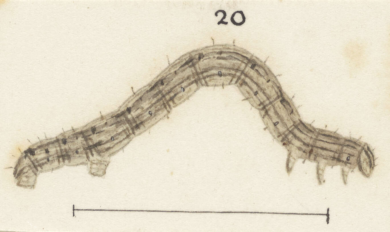 Image of Pseudocoremia rudisata Walker 1862