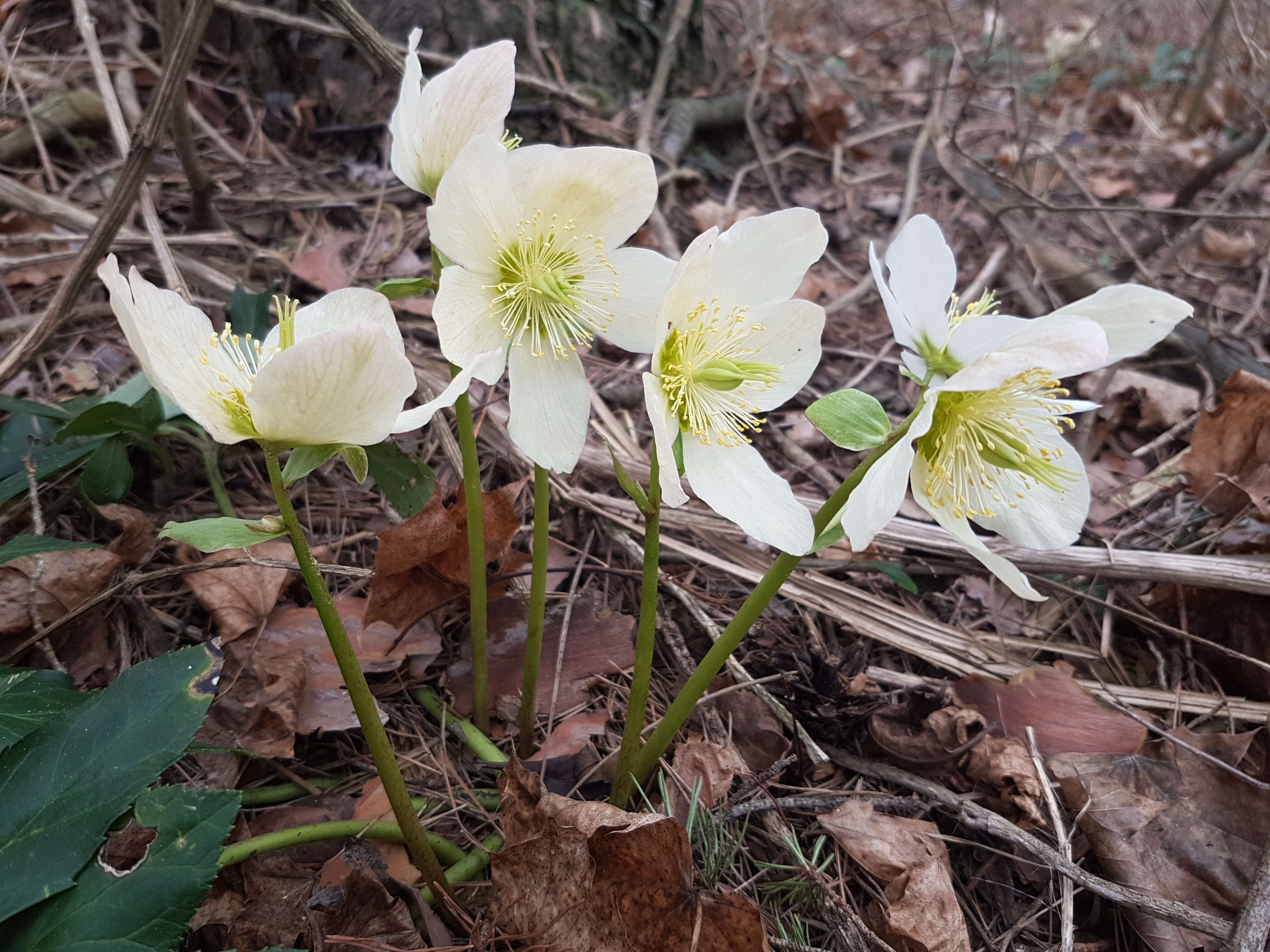 Image of black hellebore