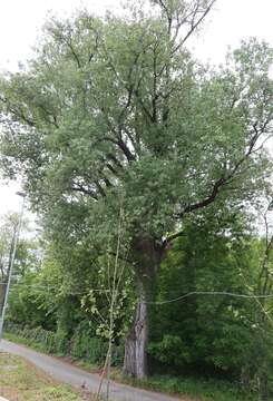 Image of Black Poplar