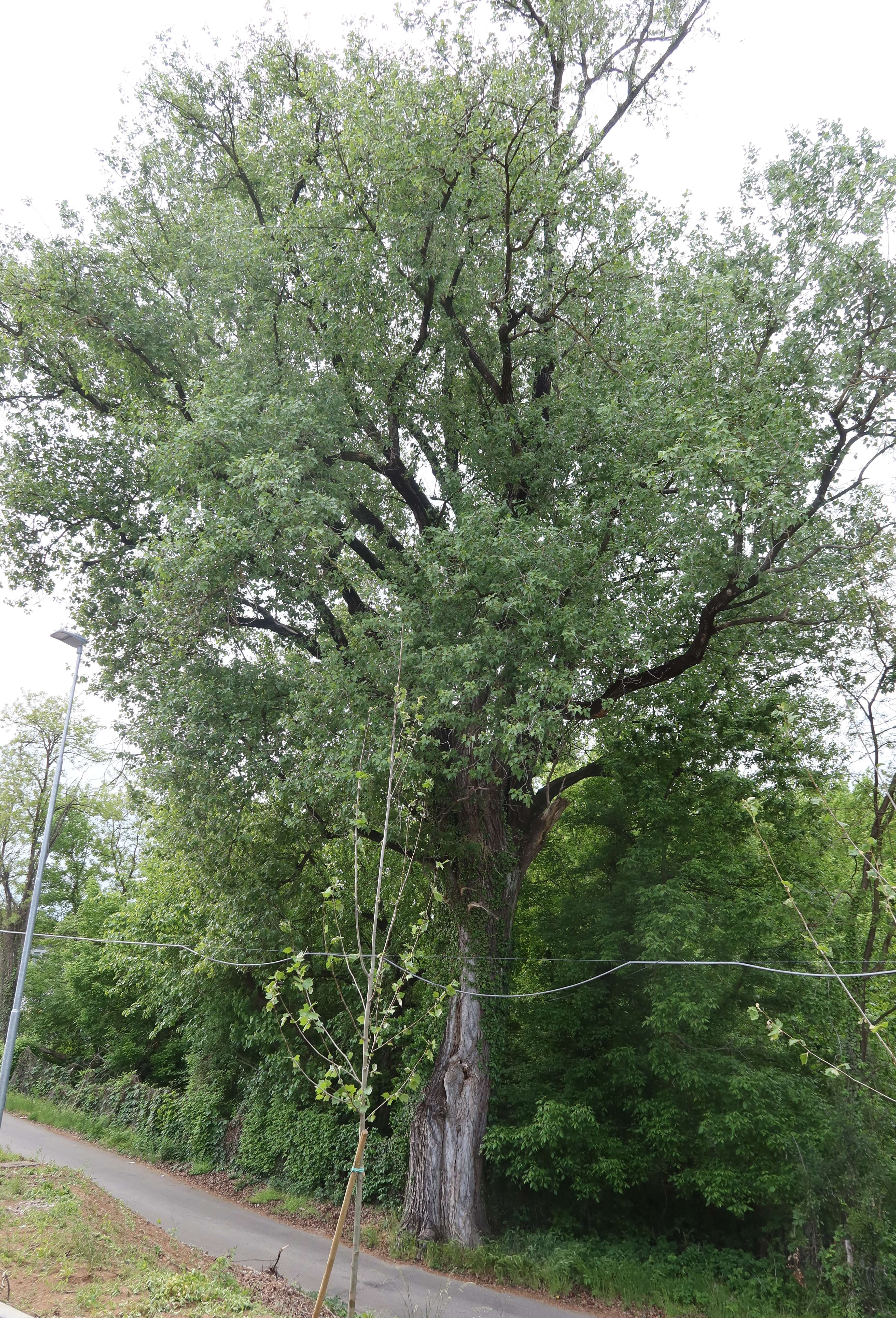 Image of Black Poplar