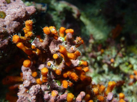 Image of false coral