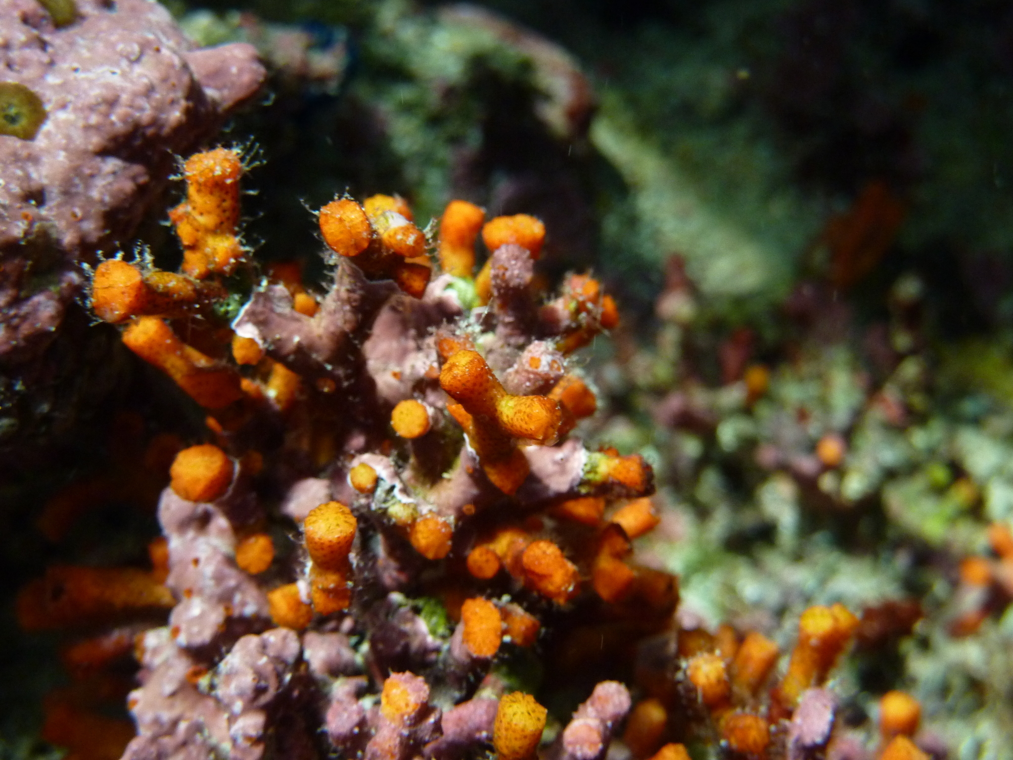 Image of false coral