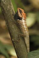 Image of Forest Crested Agama