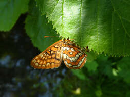 Plancia ëd Euphydryas intermedia