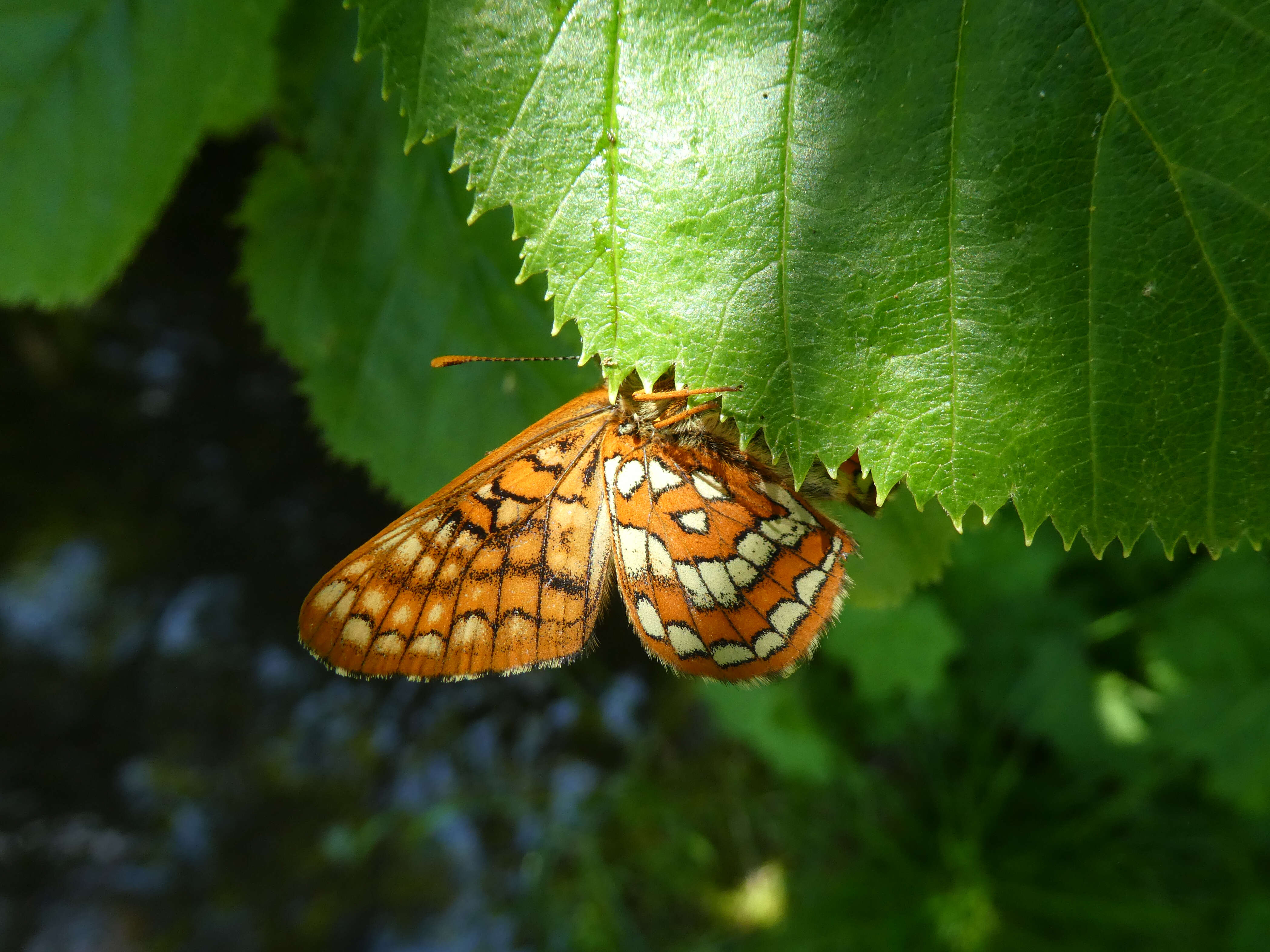 Plancia ëd Euphydryas intermedia