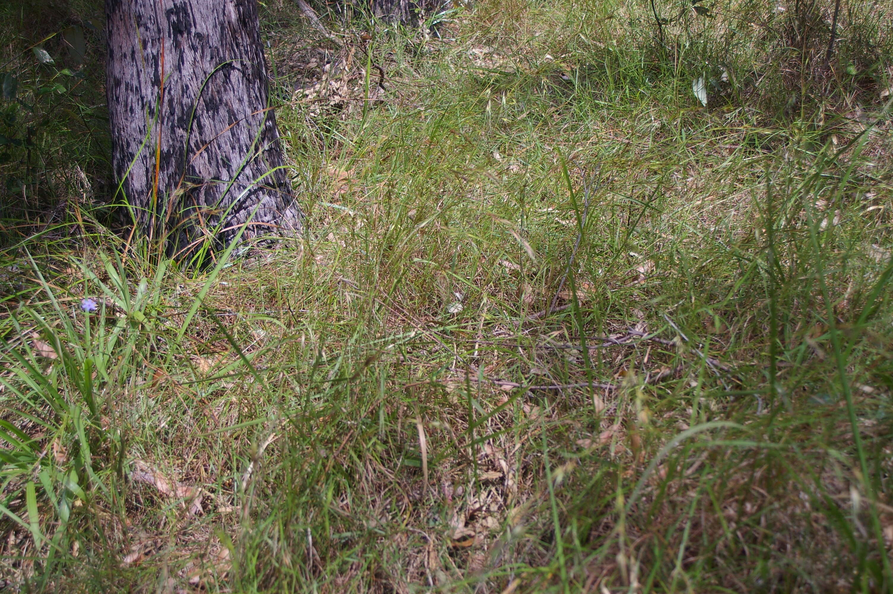 Image of Red grass