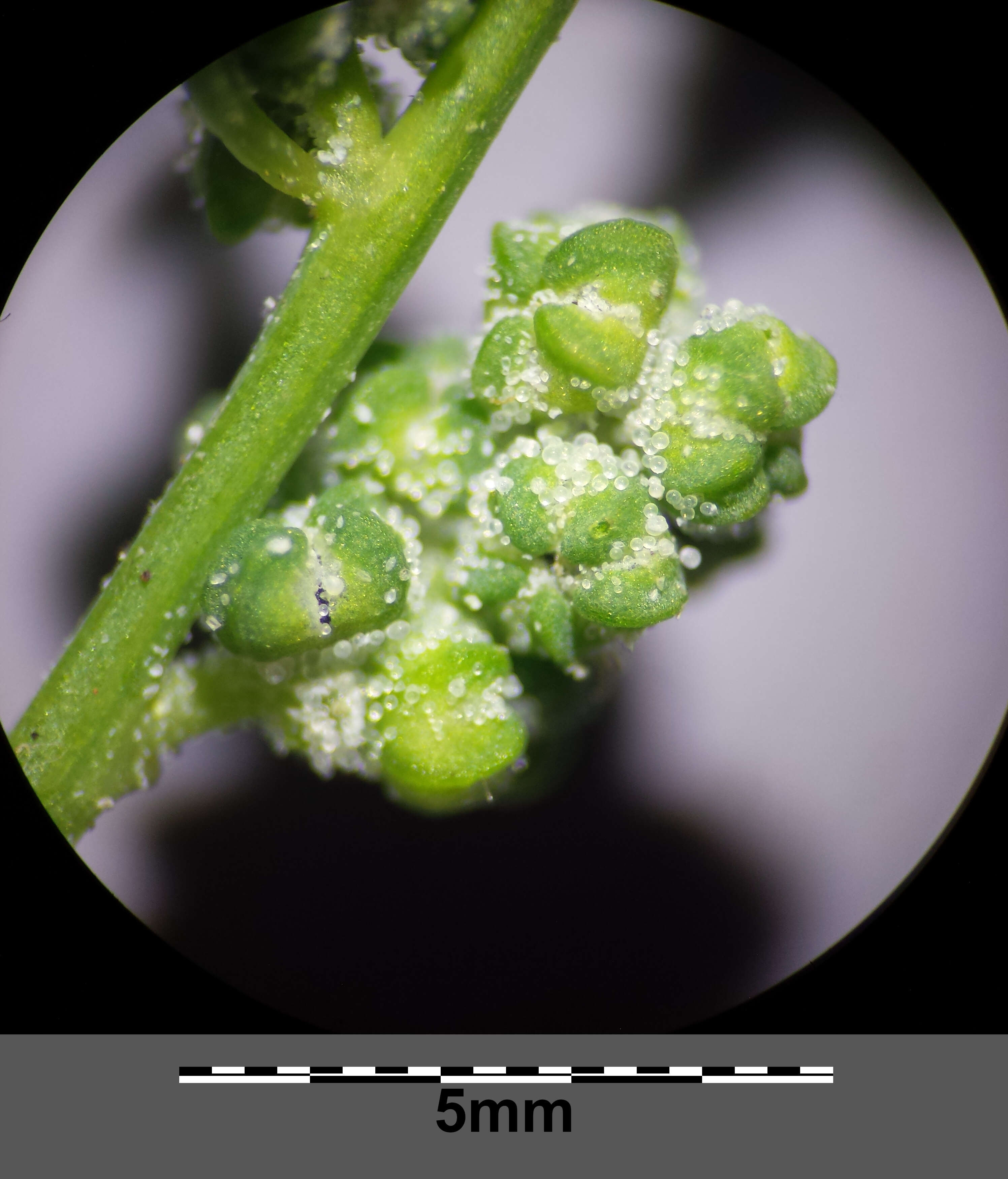 Plancia ëd Chenopodium opulifolium Schrader