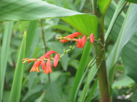 Image de Crocosmia pottsii (Baker) N. E. Br.