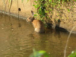 Image of Japanese Hare