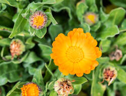 Image of pot marigold