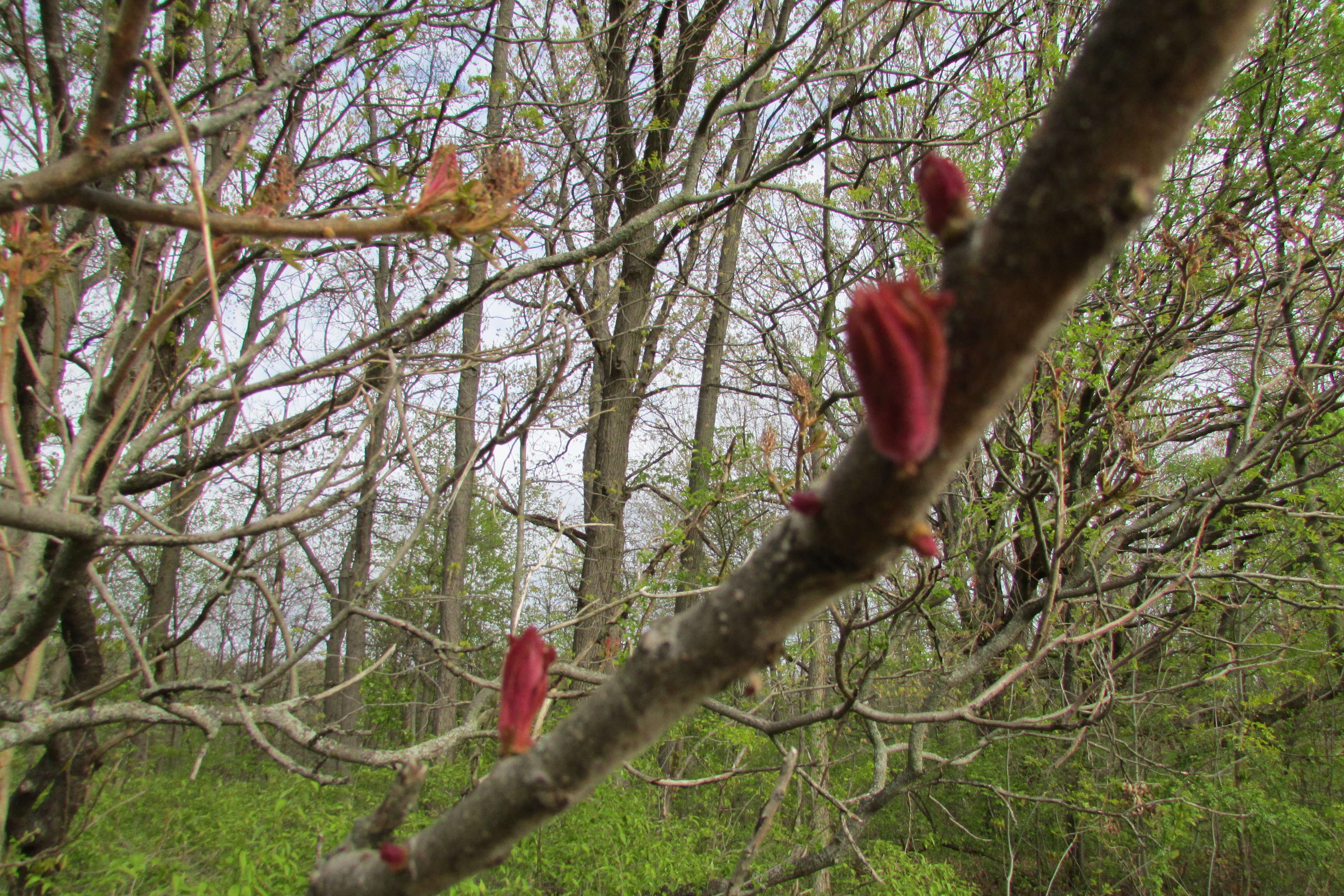 Image of staghorn sumac