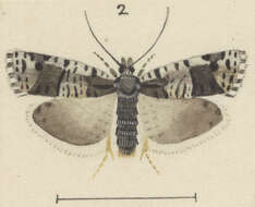 Image of Cnephasia melanophaea Meyrick 1927