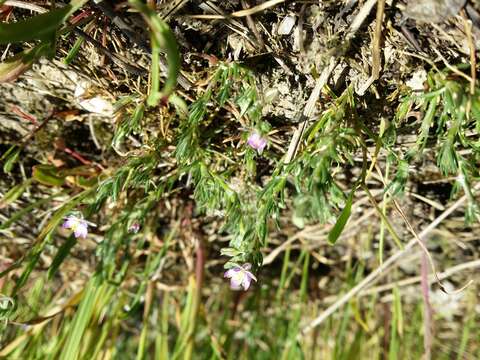 Image of red sandspurry