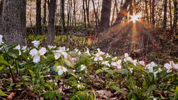 Image of White trillium