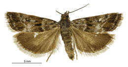 Image of Scoparia pascoella Philpott 1920