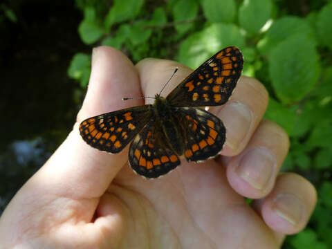 Plancia ëd Euphydryas intermedia