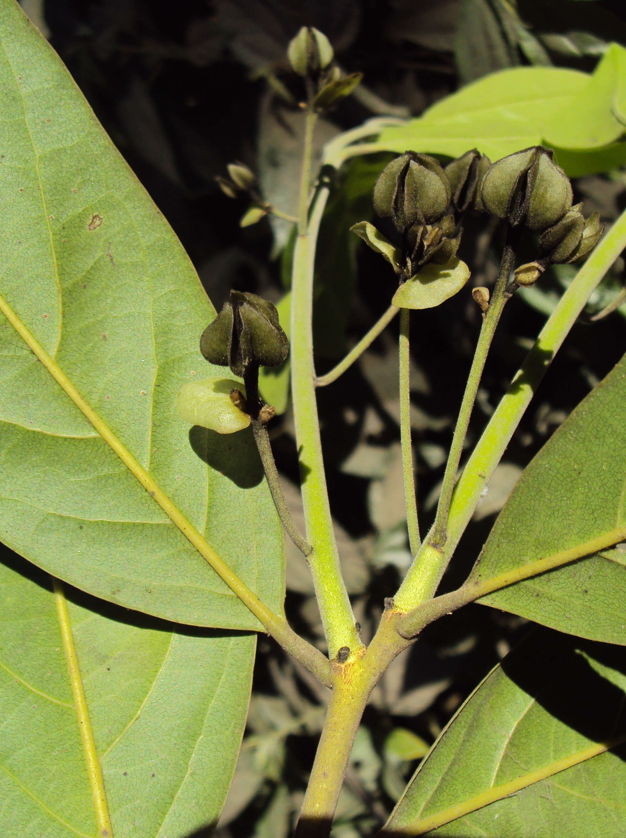 Sivun Diospyros paniculata Dalzell kuva