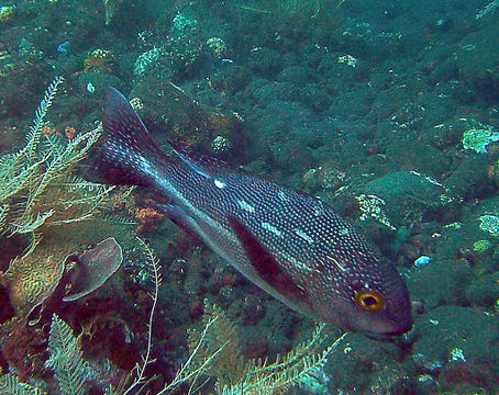 Image of Midnight seaperch
