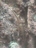 Image of Springtail
