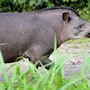 Image of Brazilian Tapir